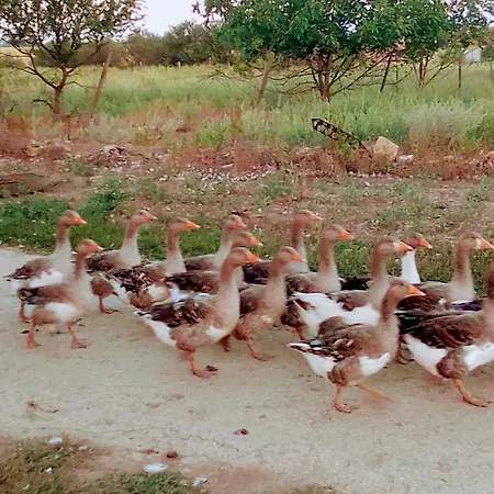 граничар 3 сърфа 3*