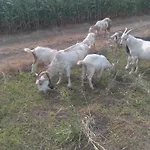 Gæstehus граничар 3 сърфа 3*