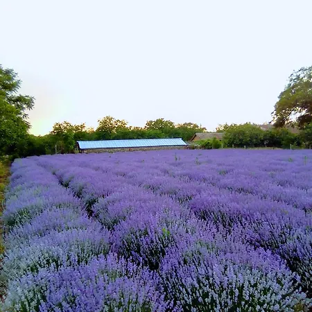 граничар 3 сърфа Guest house