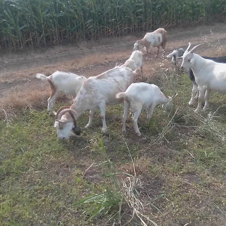 Pensjonat граничар 3 сърфа 3*